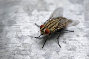 Des mouches peuvent-elles pondre dans les changes lavables ? Mouches et couches